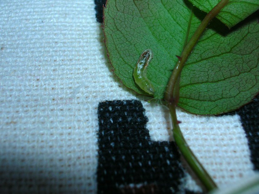 Larva cacciatrice di Episyrphus balteatus